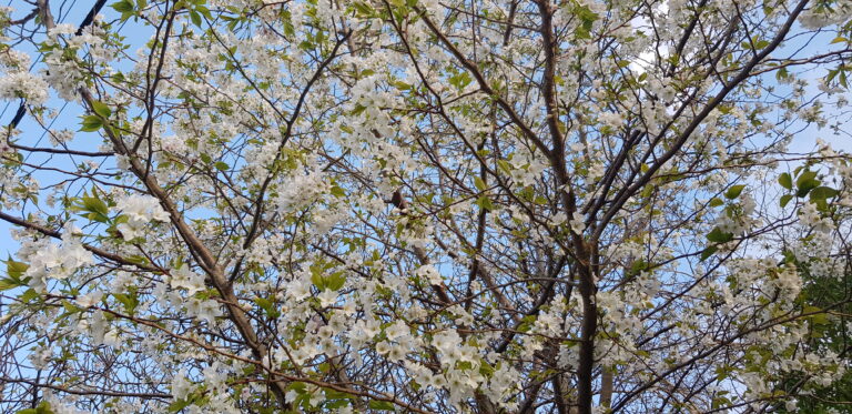 clear blue sky and the branches of a tree in full blossom.